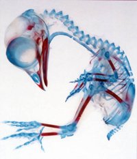 embryonic chicken, stained with Alizarin Red and Alcian Blue to differentiate between hardened bone (in red) and the remaining cartilage model (in blue).