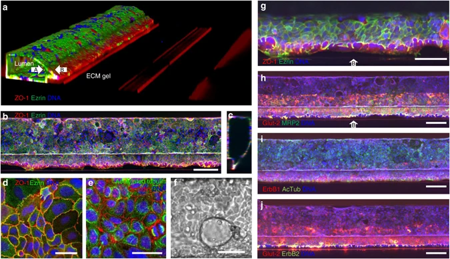 Trietsch et al. Membrane-free culture and real-time barrier integrity assessment of perfused intestinal epithelium tubes