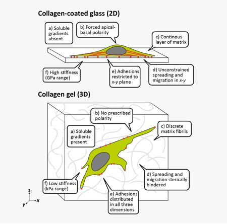 4.  Baker, B. M. and Chen, C. S. Deconstructing the third dimension – how 3D culture microenvironments alter cellular cues. J. Cell Sci. 125, 3015–3024 