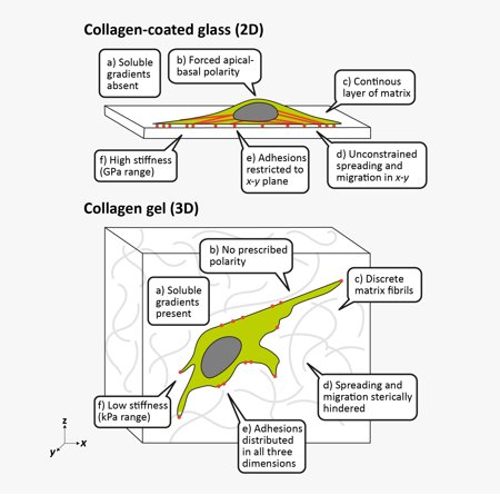 3D Cell Culture vs. Traditional 2D Cell Culture Explained 3D Cell Culture vs. Traditional 2D Cell Culture Explained