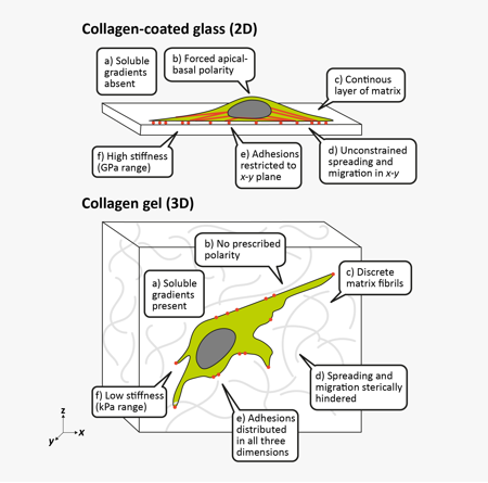 4.  Baker, B. M. and Chen, C. S. Deconstructing the third dimension – how 3D culture microenvironments alter cellular cues. J. Cell Sci. 125, 3015–3024 