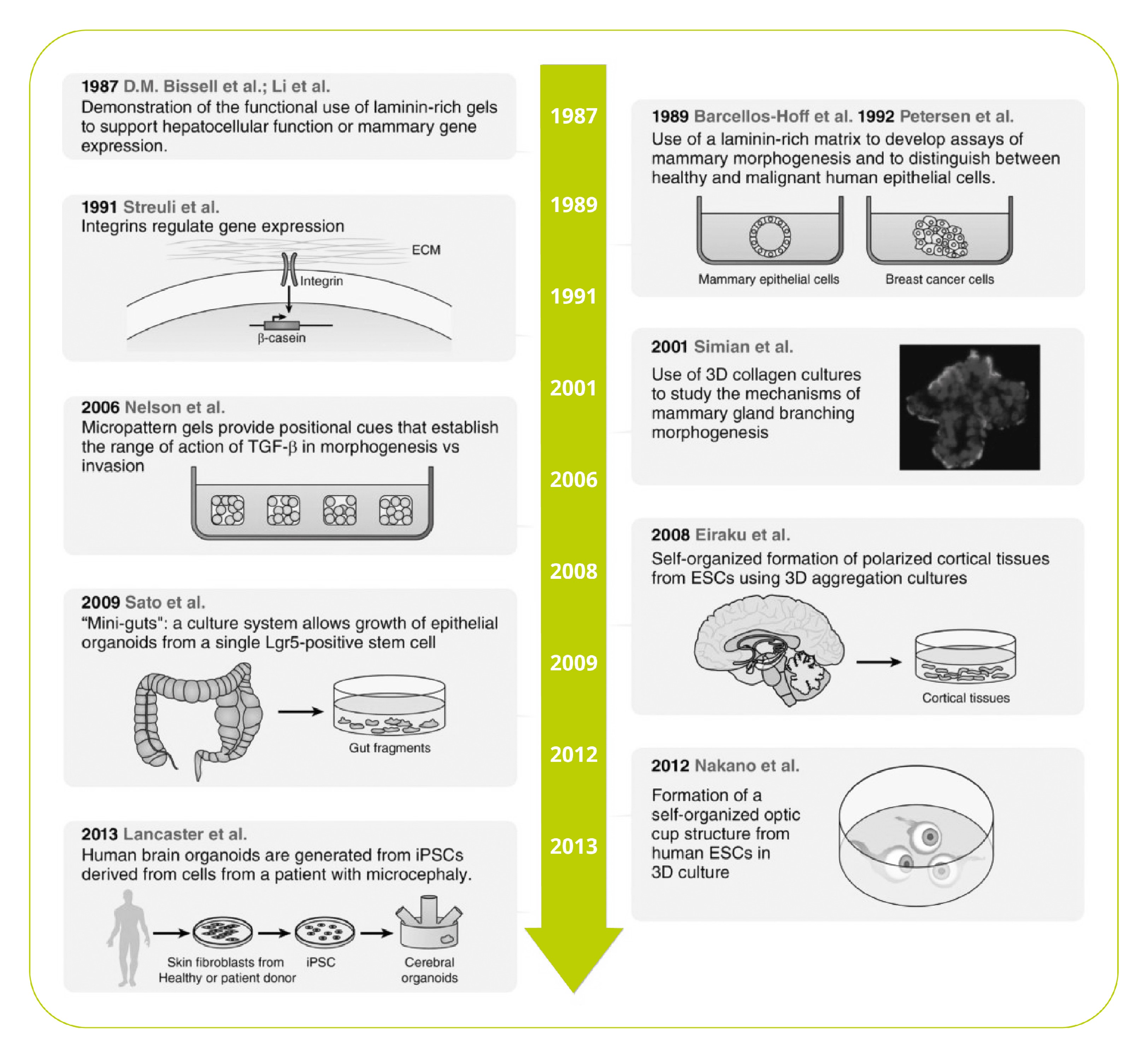 3D Cell Culture vs. Traditional 2D Cell Culture Explained